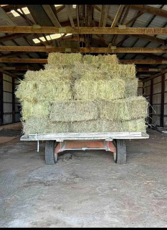50 Grass Hay Bales