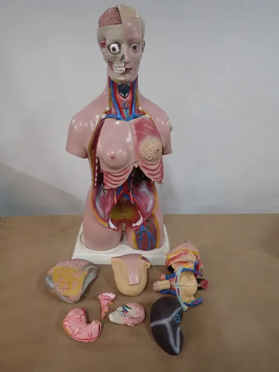 Human Anatomy Torso Anatomical Assembly