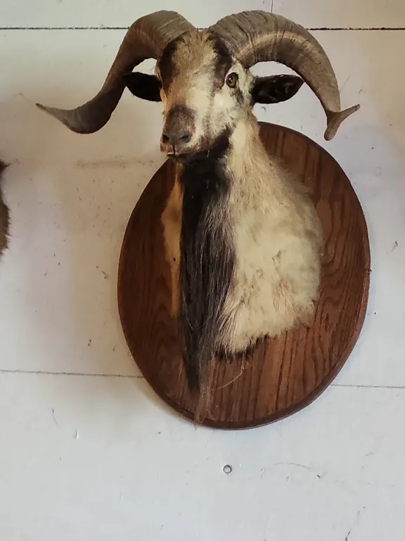 Corsican Goat Horned Ram Wall Mount