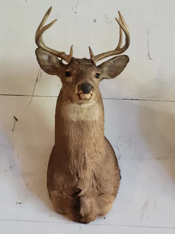 8 Point Buck/Deer Wall Mount