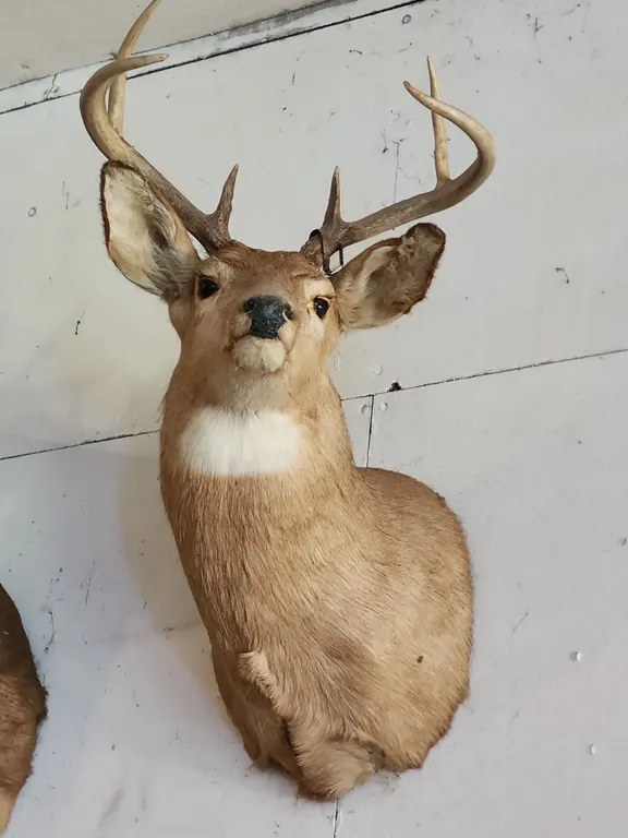 6 Point Buck/Deer Wall Mount