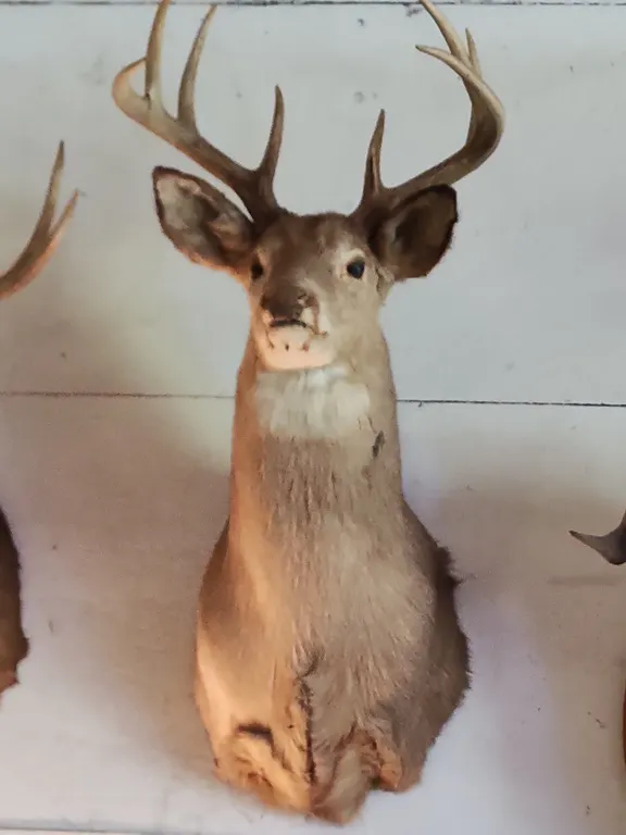 8 Point Buck/Deer Wall Mount