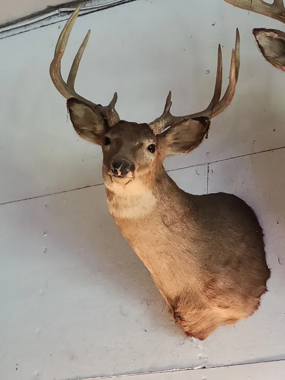 9 Point Buck/Deer Wall Mount