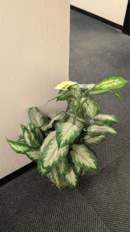 Artificial potted plant. Features variegated green and cream foliage. 35"H. Housed in a woven wicker basket base.