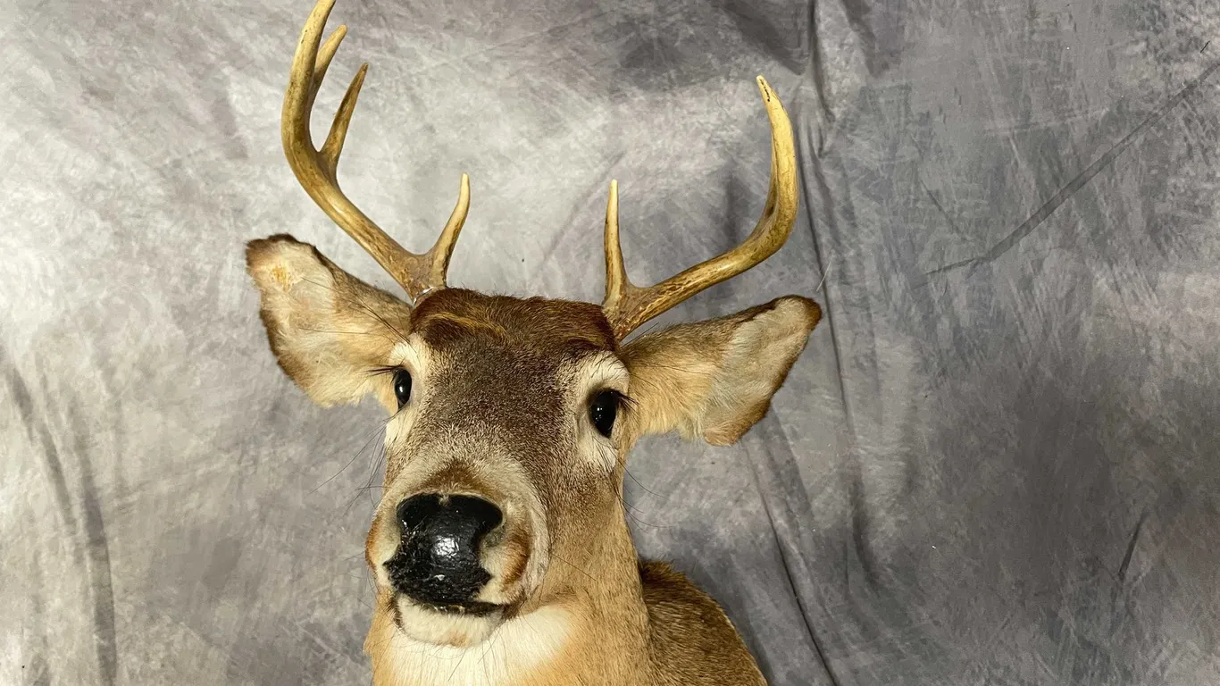 Taxidermy Mounted 7 Point Deer (T6)