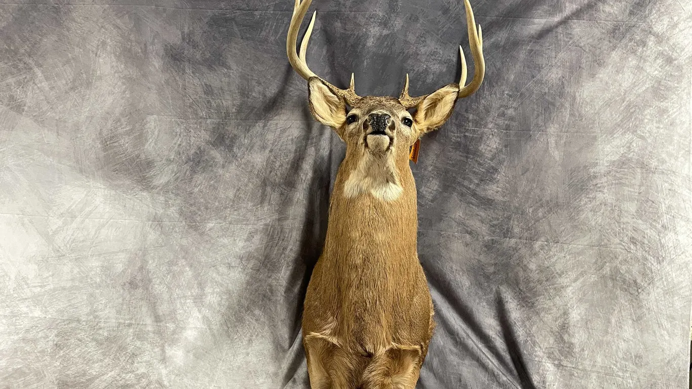 Taxidermy Mounted 8 Point Deer (T6)