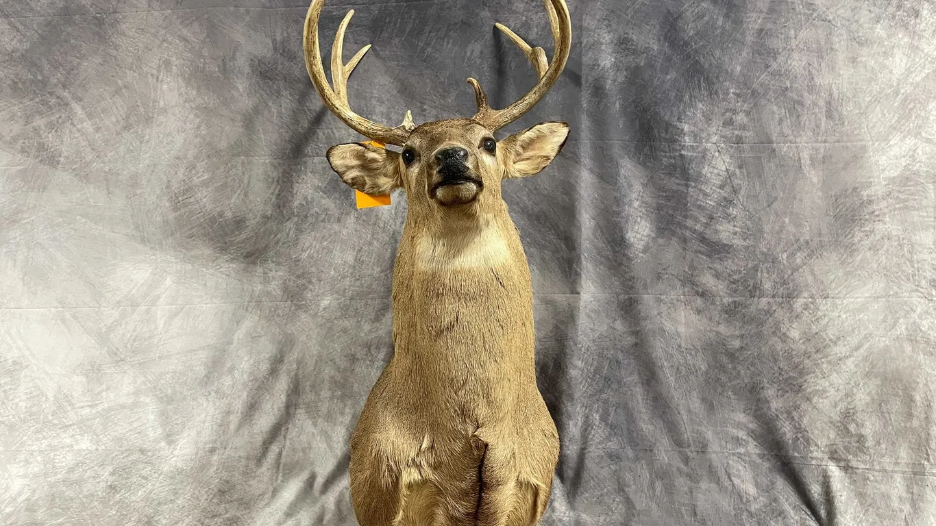 Taxidermy Mounted 10 Point Deer (T6)