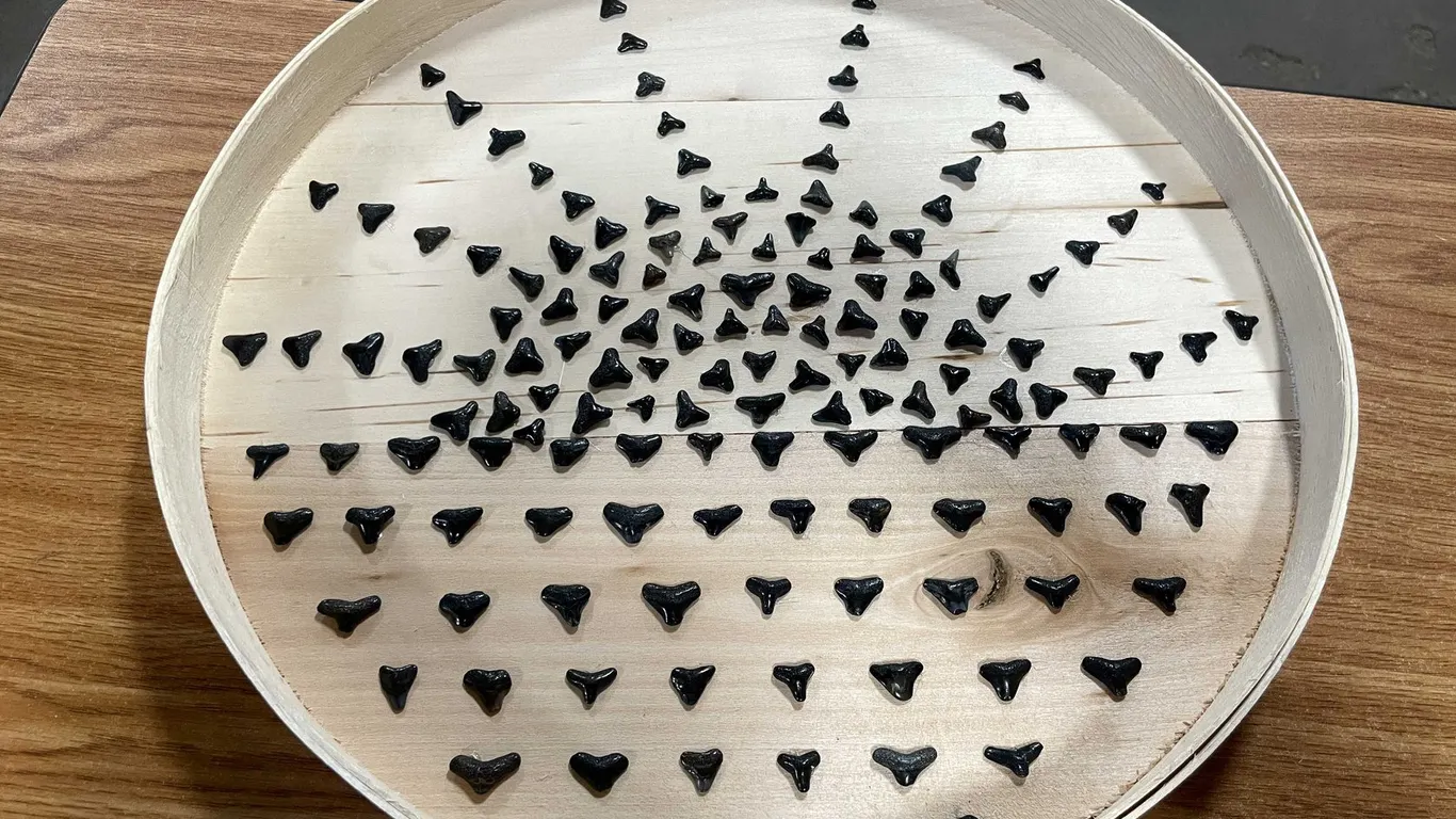 Handmade Genuine Shark Tooth Sunburst Wall Art (T2)
