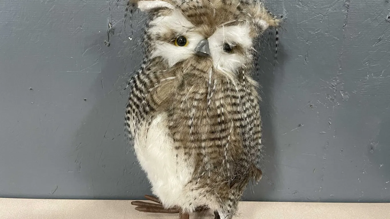 Life Like Owl (T5)