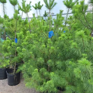 White Pine