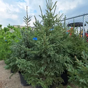 Black Hills Spruce