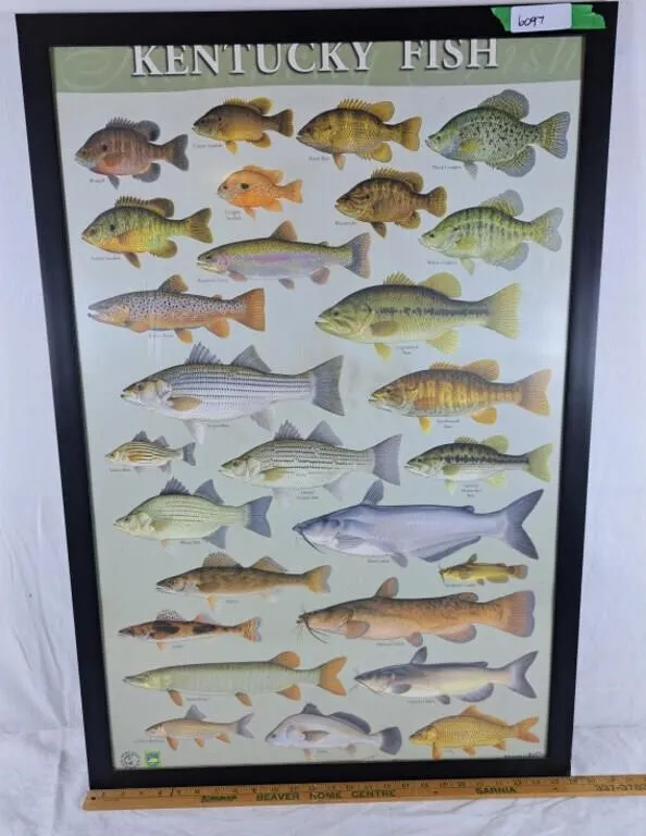 Kentucky fish print 26"x37"