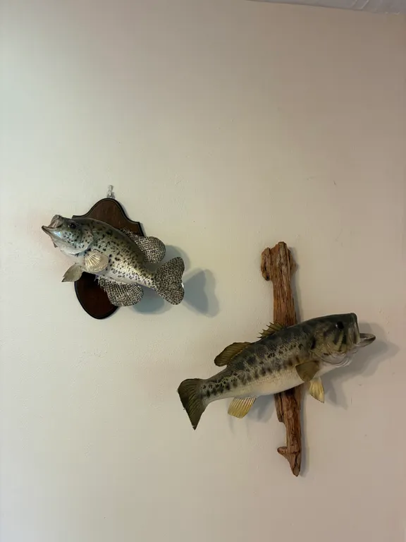 Fish Mounts