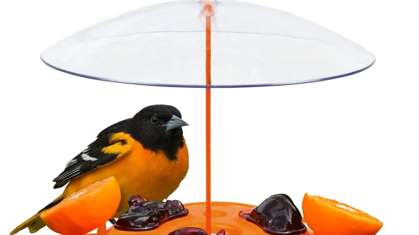 Natures Way Ofp1 Oriole Buffet Bird Feeder Orange