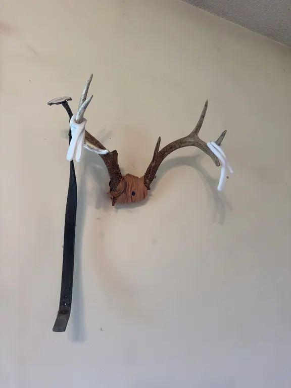 Mounted Whitetail Deer Antlers Trophy Rack Wall Decor