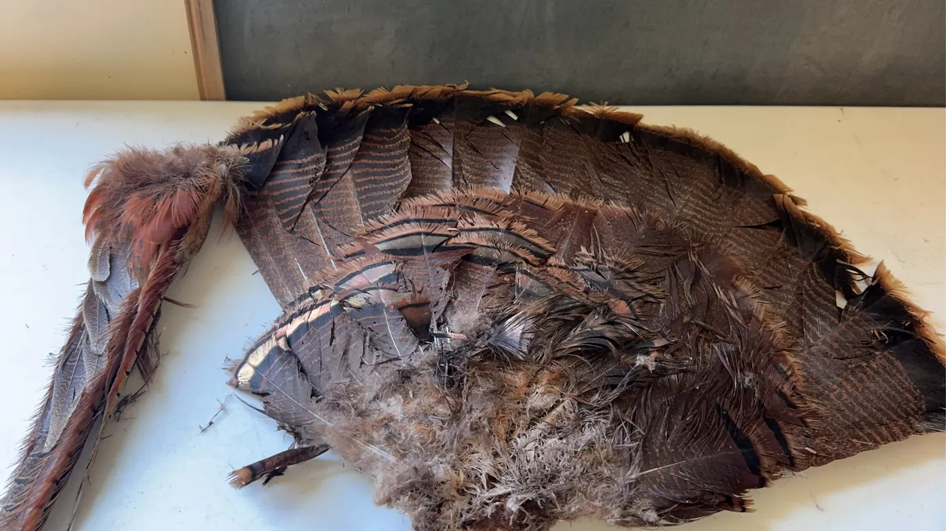 Preserved Wild Turkey Tail Fan and Ringneck Pheasant Feather Mount