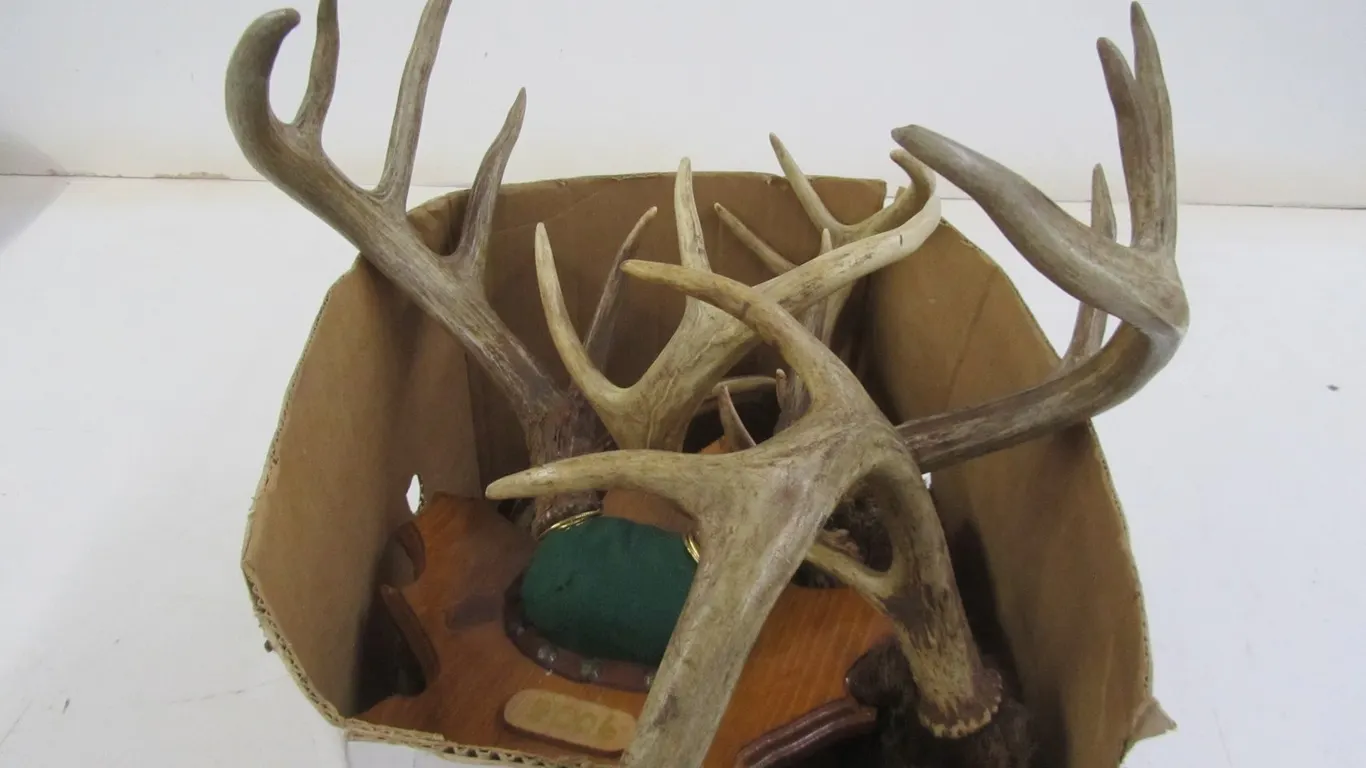 Lot Of Assorted Whitetail Deer Antlers