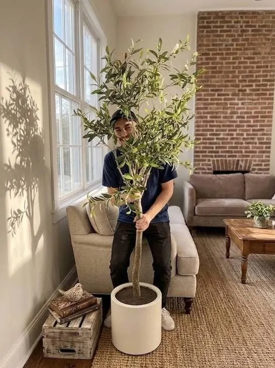 Artificial Potted Olive Tree Decor, 2M