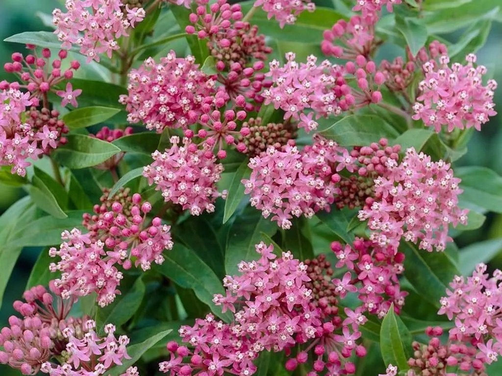 Asclepias Incarnata Cinderella Perennial Seed