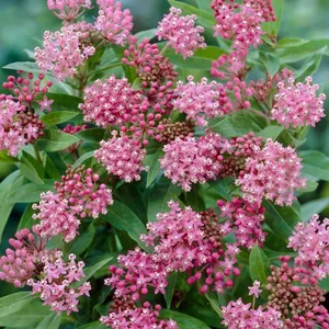 Asclepias Incarnata Cinderella Perennial Seed