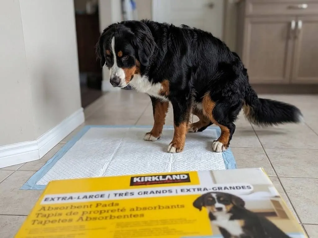 Kirkland Signature Extra-Large Absorbent Pads
