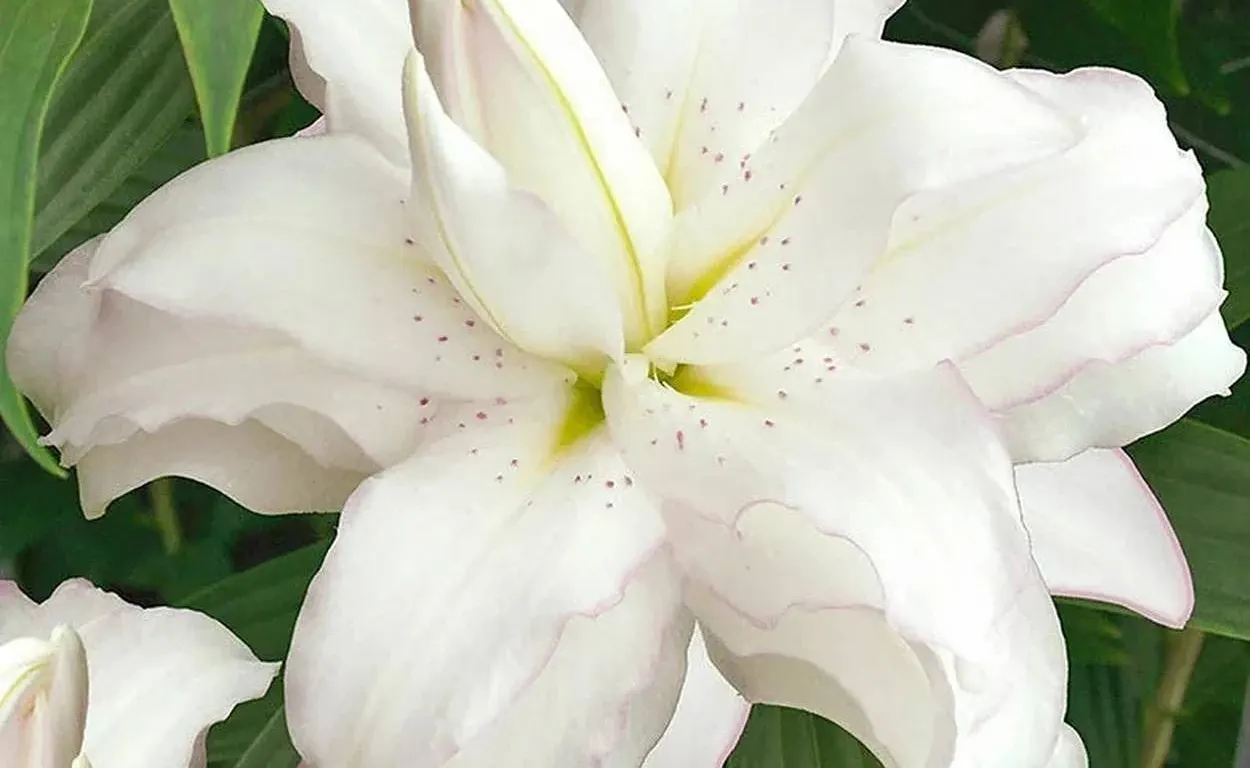 Tasc Lilium Lotus Ice Bulbs, 15 Pack