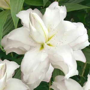 Tasc Lilium Lotus Ice Bulbs, 15 Pack