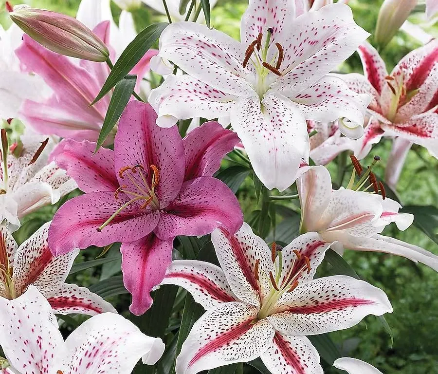 Tasc Tiger Assorted Oriental Hybrid Lilium