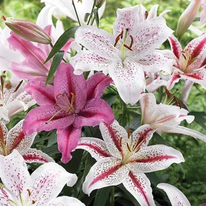 Tasc Tiger Assorted Oriental Hybrid Lilium