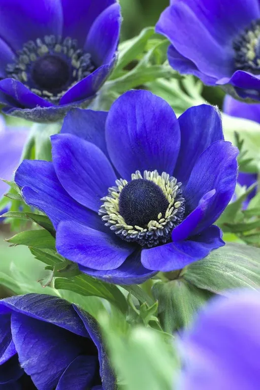 Mr. Fokker Anemone Bulb Pack, 50 Bulbs