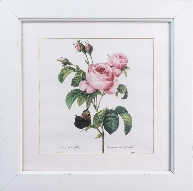 OFFSET PRINT OF P.J. REDOUTE "ROSIER A CENT FEUIL"