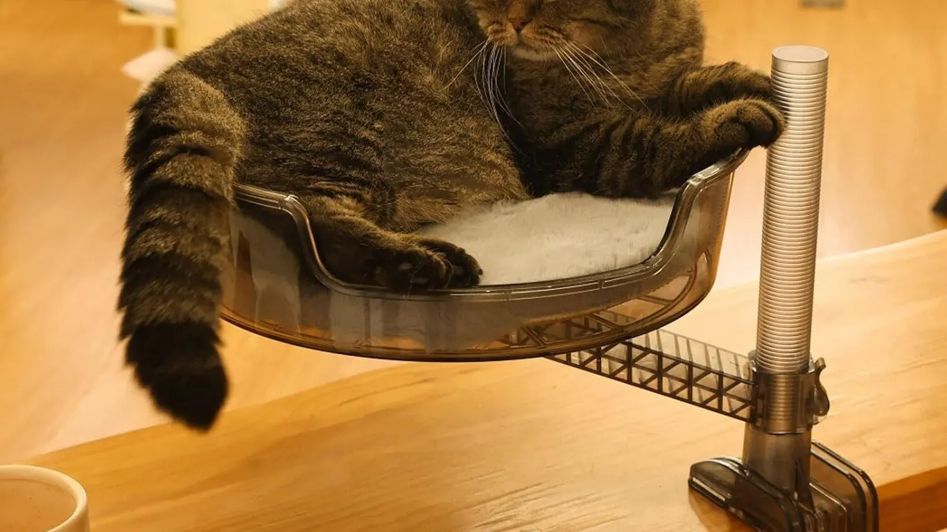 NEW $30 Transparent Cat Bed Desk with Mat