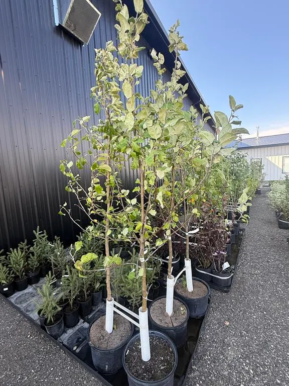 7gal Battleford Apple Tree (Approx. 8') - Must Take 2 Times the Bid Price