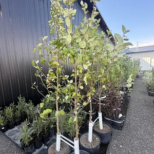 7gal Battleford Apple Tree (Approx. 8') - Must Take 2 Times the Bid Price