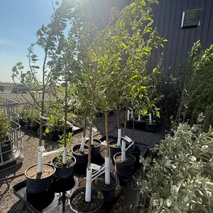 7gal Rescue Crabapple Tree (Approx. 8') - Must Take 2 Times the Bid Price