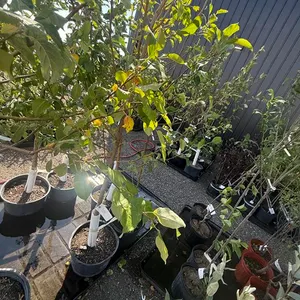 7gal Rescue Crabapple Tree (Approx. 8') - Must Take 3 Times the Bid Price