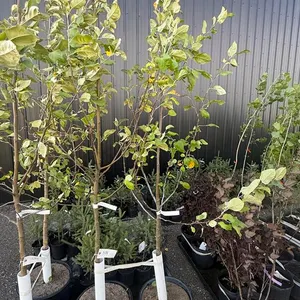 7gal Battleford Apple Tree (Approx. 8') - Must Take 2 Times the Bid Price