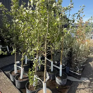 7gal Norkent Apple Tree (Approx. 8') - Must Take 2 Times the Bid Price