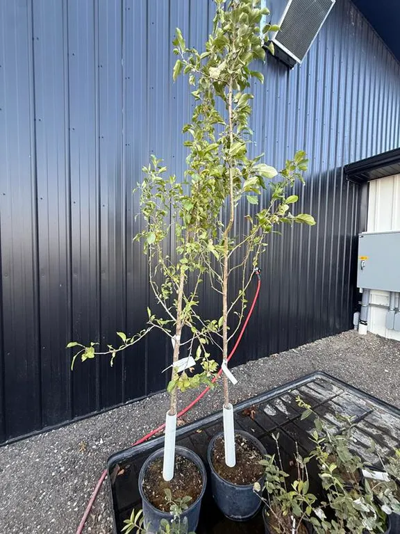 Schafer Applecrab Tree (Approx. 7') - Must Take 2 Times the Bid Price