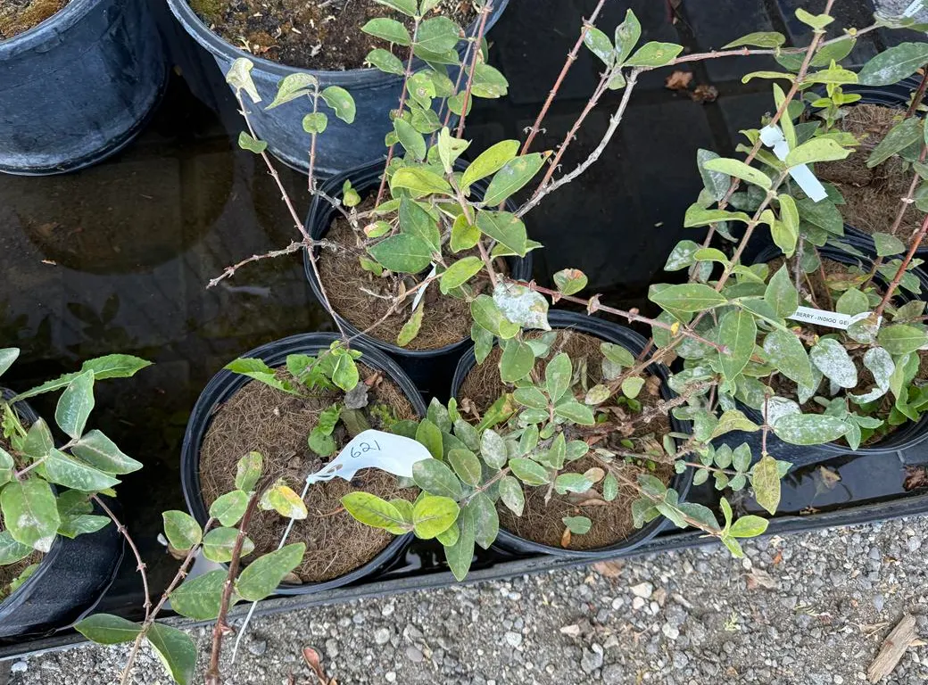 Honeyberry Indigo Gem (Approx. 2') - Must Take 3 Times the Bid Price
