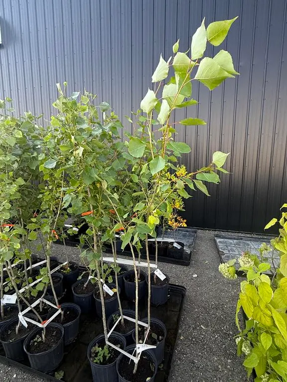 3gal Okanese Hybrid Poplar Tree (Approx. 5') - Must Take 2 Times the Bid Price