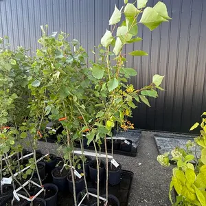 3gal Okanese Hybrid Poplar Tree (Approx. 5') - Must Take 2 Times the Bid Price