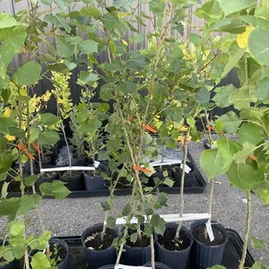 3gal Okanese Hybrid Poplar Tree (Approx. 5') - Must Take 2 Times the Bid Price