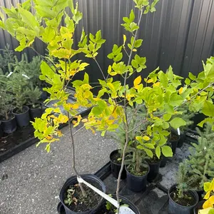 3gal Green Ash Shade Tree (Approx. 4') - Must Take 2 Times the Bid Price