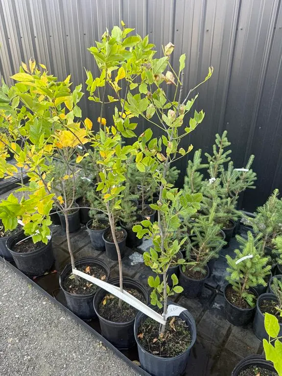 3gal Green Ash Shade Tree (Approx. 4') - Must Take 3 Times the Bid Price