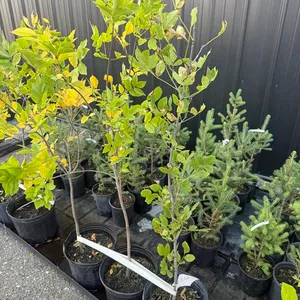 3gal Green Ash Shade Tree (Approx. 4') - Must Take 3 Times the Bid Price