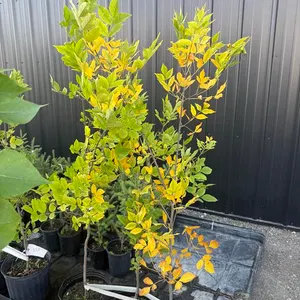 3gal Green Ash Shade Tree (Approx. 4') - Must Take 3 Times the Bid Price
