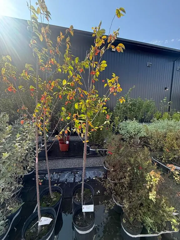 5gal Mayday Shade Tree (Approx. 6') - Must Take 2 Times the Bid Price