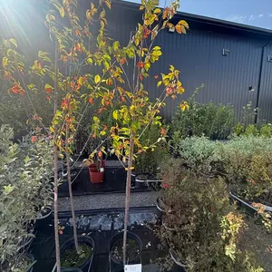 5gal Mayday Shade Tree (Approx. 6') - Must Take 2 Times the Bid Price