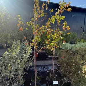 5gal Mayday Shade Tree (Approx. 6') - Must Take 2 Times the Bid Price